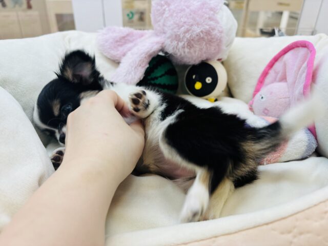 チワワ