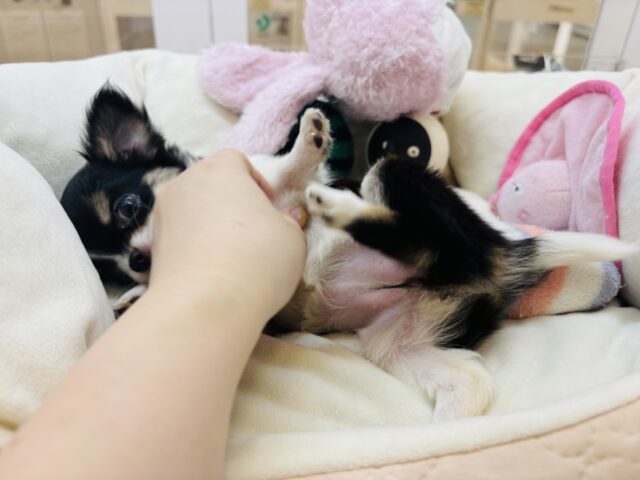 チワワ