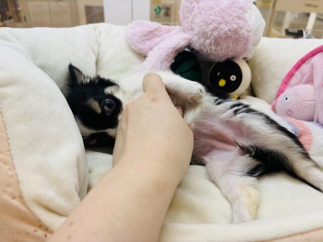 チワワ