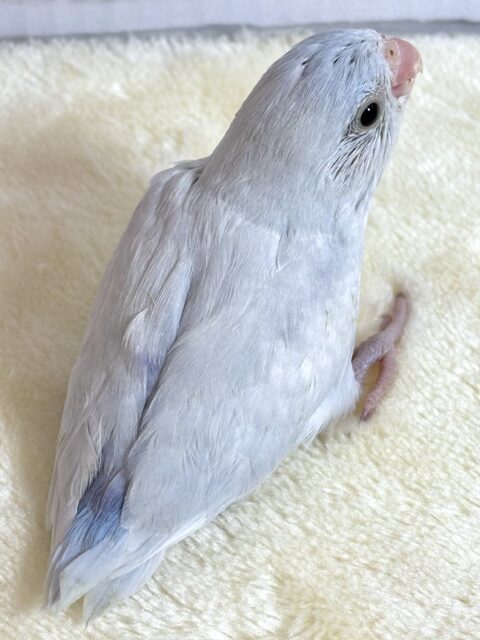マメルリハ