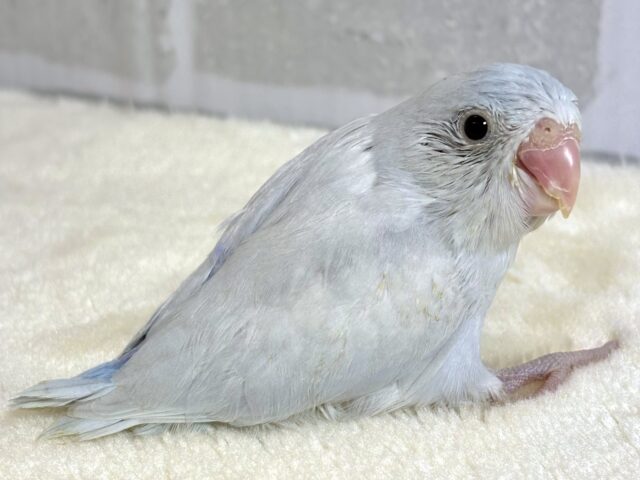 マメルリハ