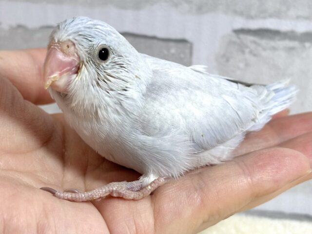 マメルリハ