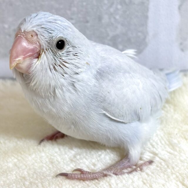 マメルリハ ダイリュートホワイトライラック 男の子 ❄️‎🤍∗*ﾟ