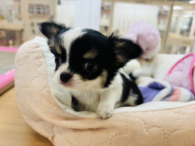 チワワ