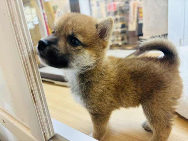 柴犬