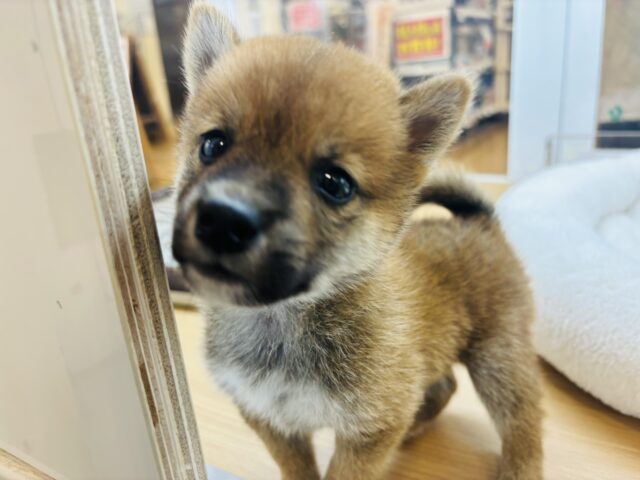 柴犬