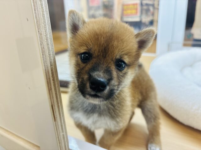 柴犬