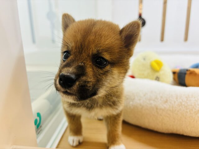 柴犬
