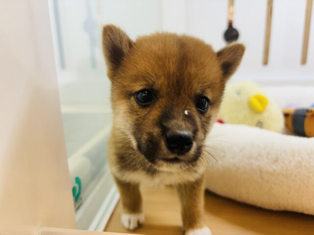 柴犬