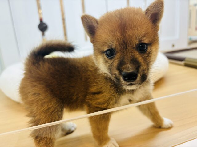柴犬