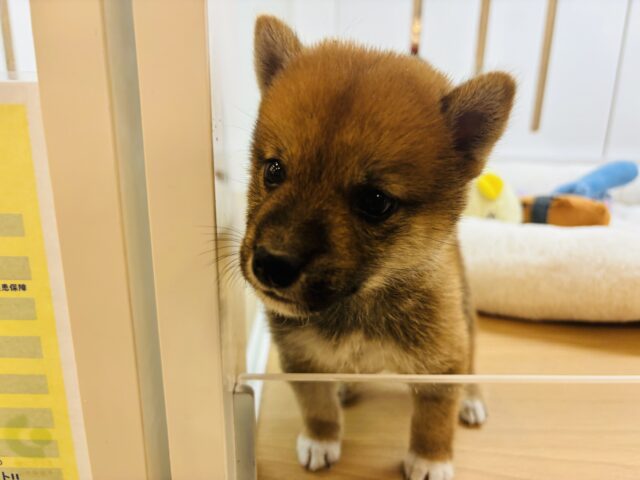 柴犬