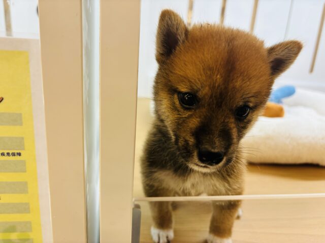柴犬