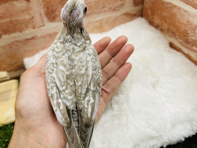 オカメインコ