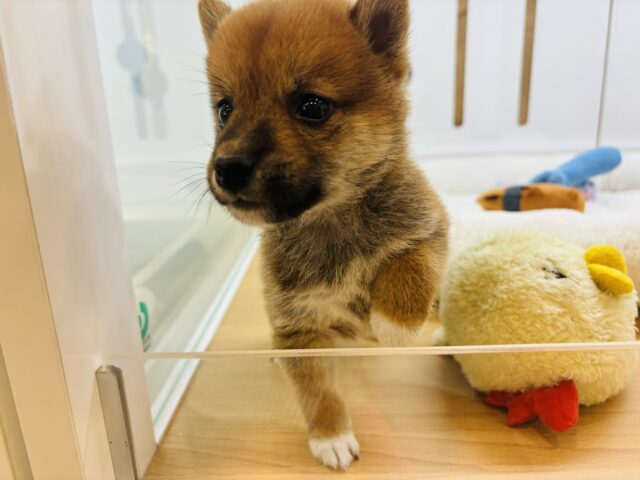 柴犬