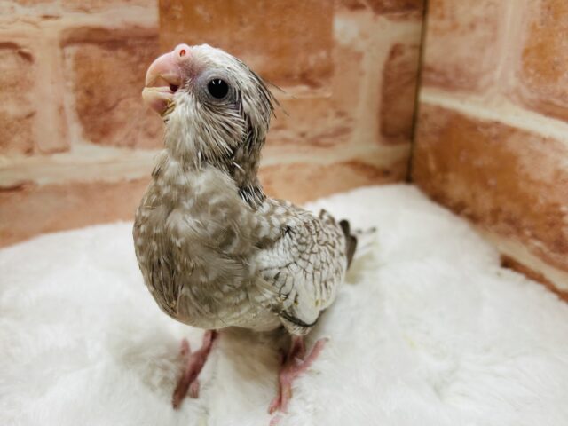 オカメインコ