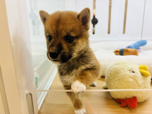 柴犬