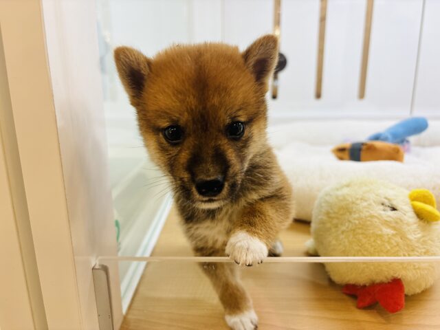 柴犬