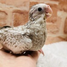 人気カラーのオカメちゃんがやってきましたよ〜⭐️  オカメインコ(ホワイトフェイスシナモンパール)