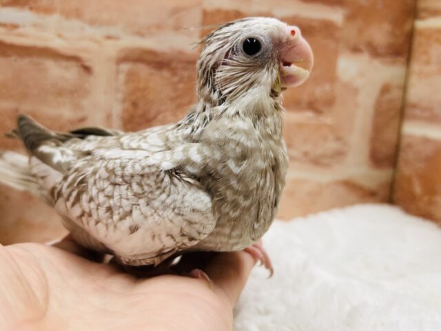 人気カラーのオカメちゃんがやってきましたよ〜⭐️ オカメインコ(ホワイトフェイスシナモンパール)