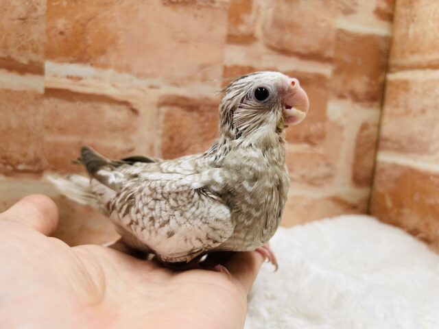 オカメインコ