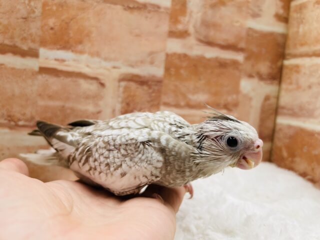 オカメインコ