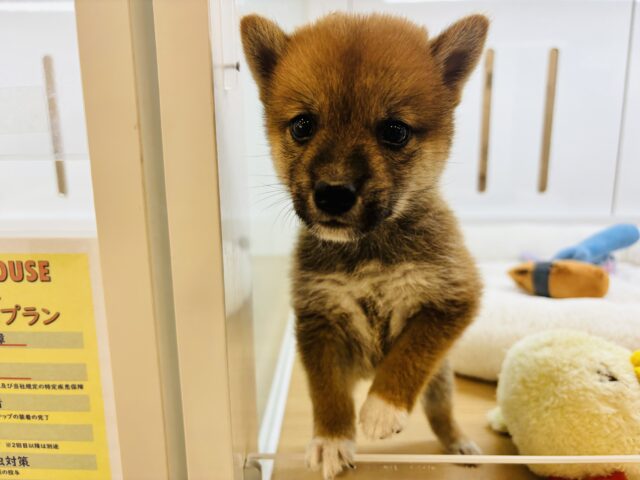 柴犬