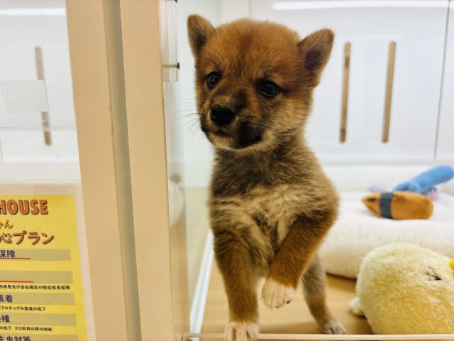 柴犬