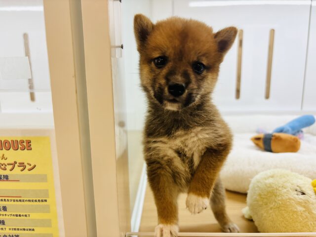 柴犬