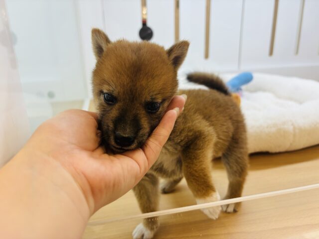 柴犬