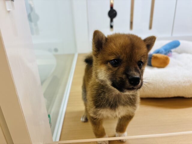 柴犬