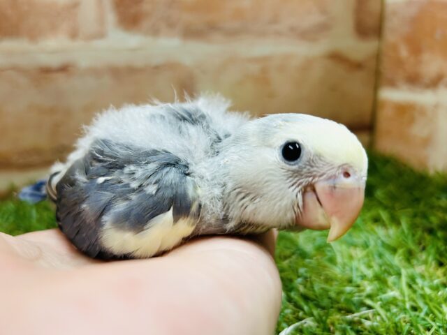 説明画像です