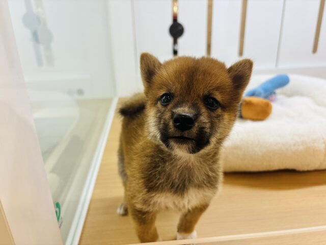 柴犬