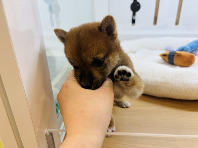 柴犬
