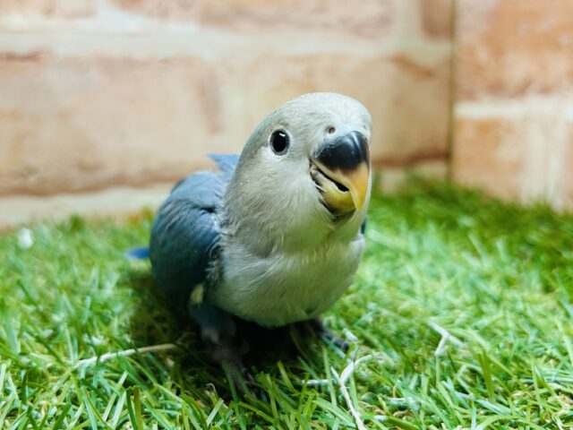 説明画像です