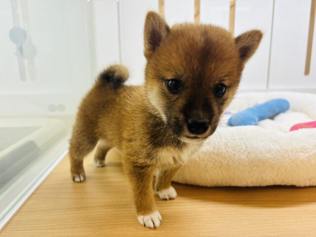柴犬