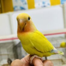 【☆最新画像更新☆】圧倒的な存在感⁉　黄金に輝くボディが魅力的🔥　コザクラインコ（ゴールデンチェリー）