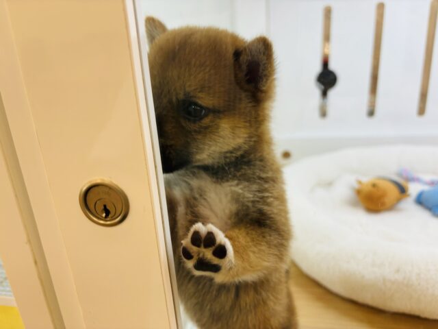 柴犬
