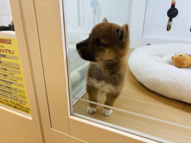 柴犬