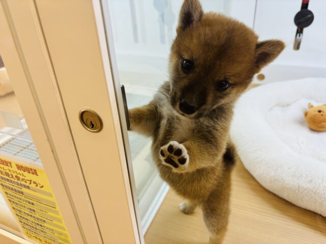 柴犬