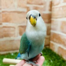 【☆最新画像更新☆】やっぱりこのカラーだよね✨　コザクラインコ（ブルーチェリー）