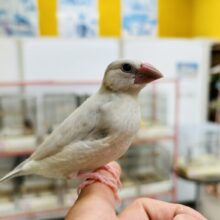 【☆最新画像更新☆】元気いっぱい！！すくすく成長中🎵　シルバー文鳥