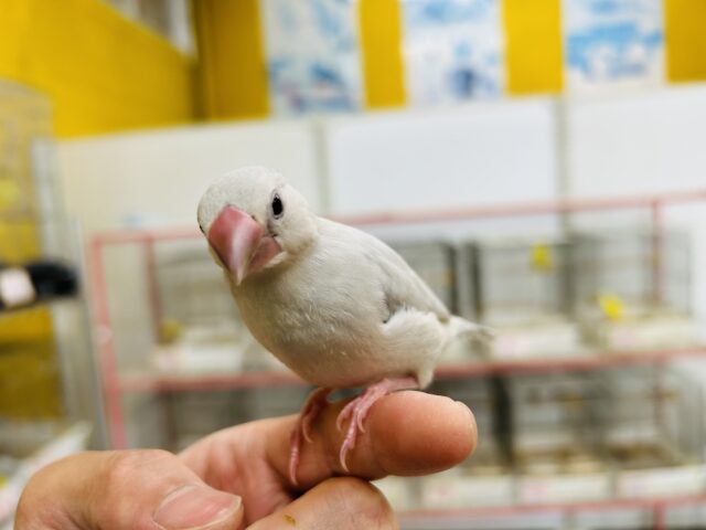 シルバー文鳥