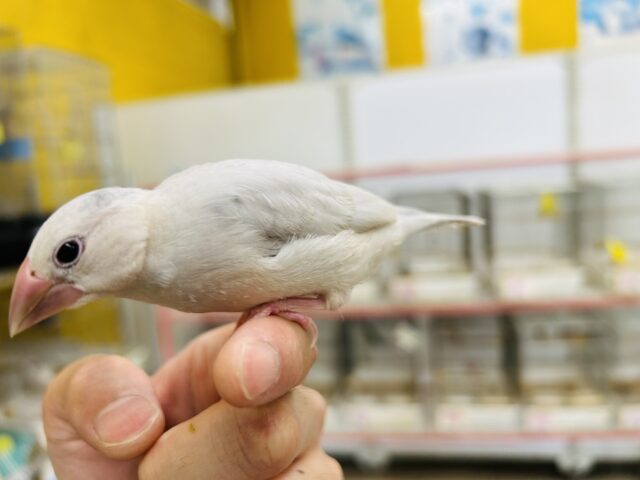 シルバー文鳥