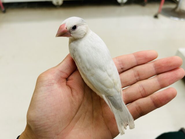シルバー文鳥