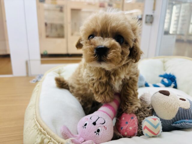 マルプー