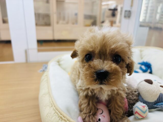 マルプー
