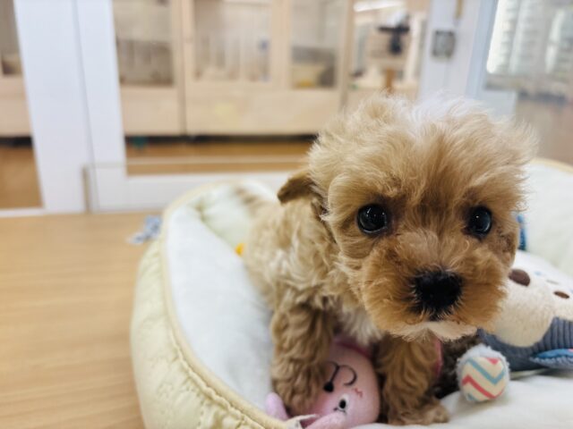 マルプー