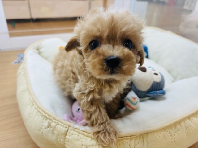 マルプー