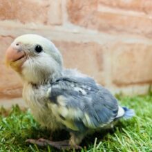 綺麗な色合いが魅力的💙💛💙💛　コザクラインコ（ブルーパイド）