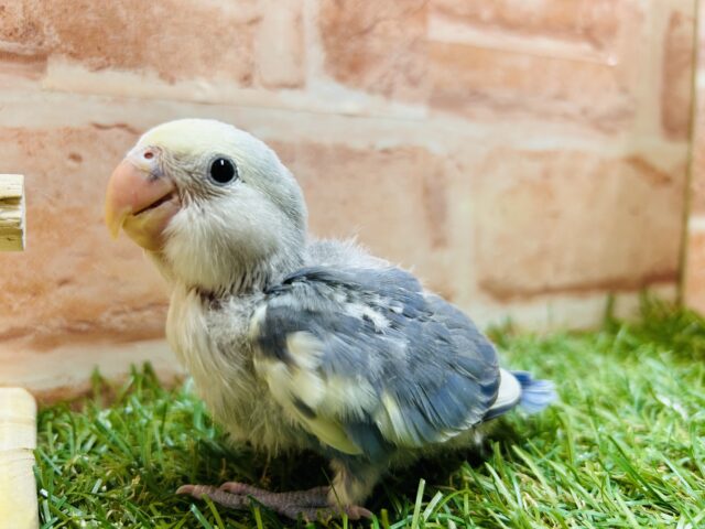 綺麗な色合いが魅力的💙💛💙💛　コザクラインコ（ブルーパイド）